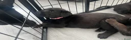 Mixed Breed dogs for sale: Labrador x kelpie puppies - Advert 4