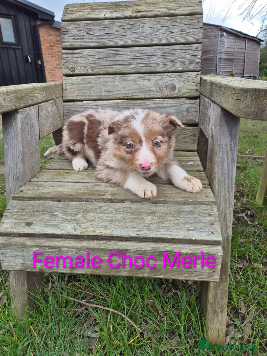 Border Collie dogs for sale: Border Collie Puppies - Advert 1