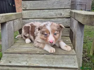 Border Collie dogs Border Collie Puppies - Advert 1