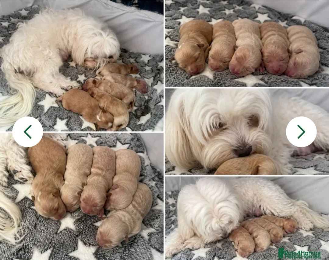 Maltipoo dogs for sale: Asian Maltipo Puppies XS Teddy Bear Faces Expected - Advert 6
