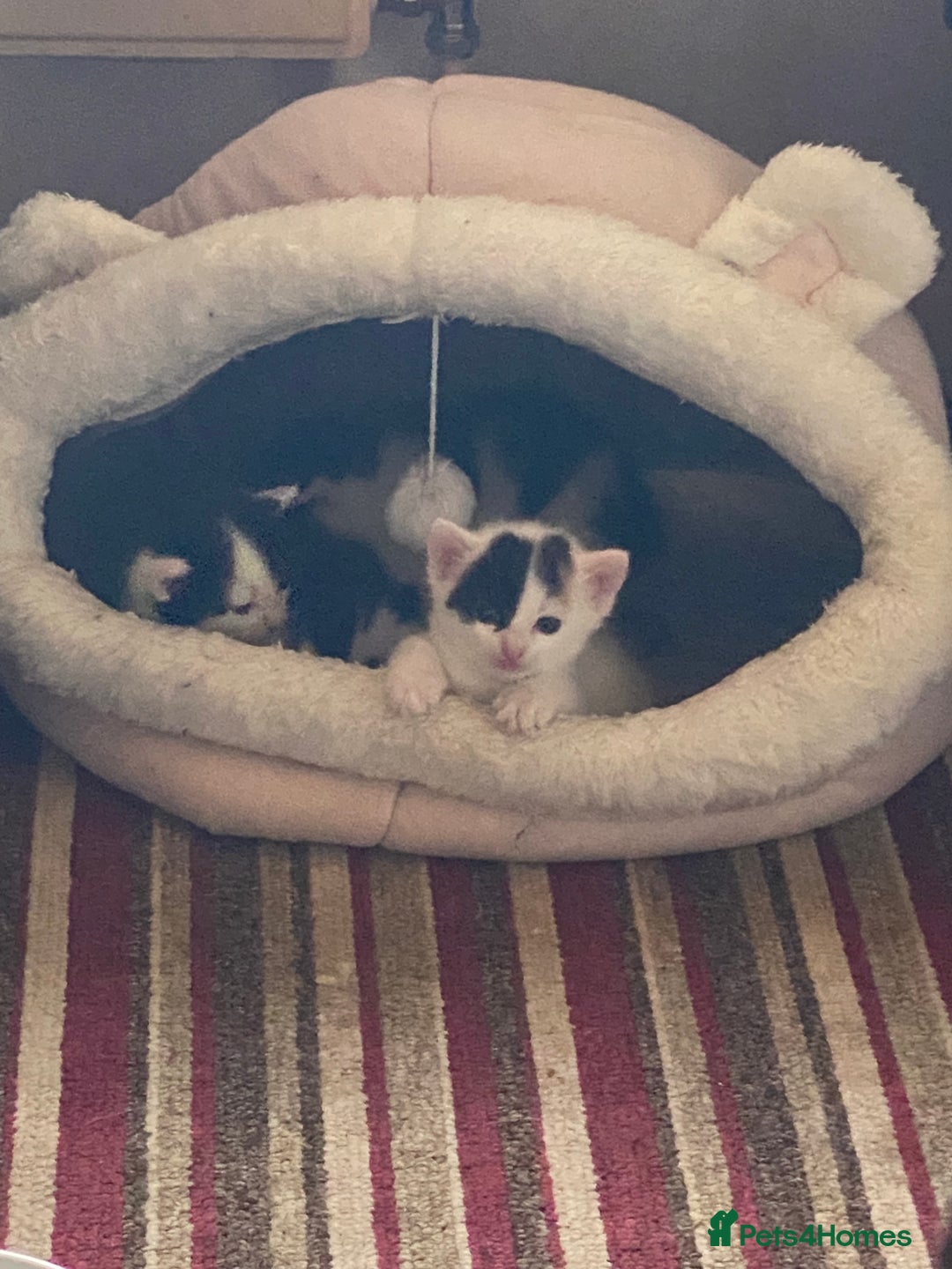 British Shorthair cats for sale: AVAILABLE 2 Beautifulbou kittens identical twins  - Image 21