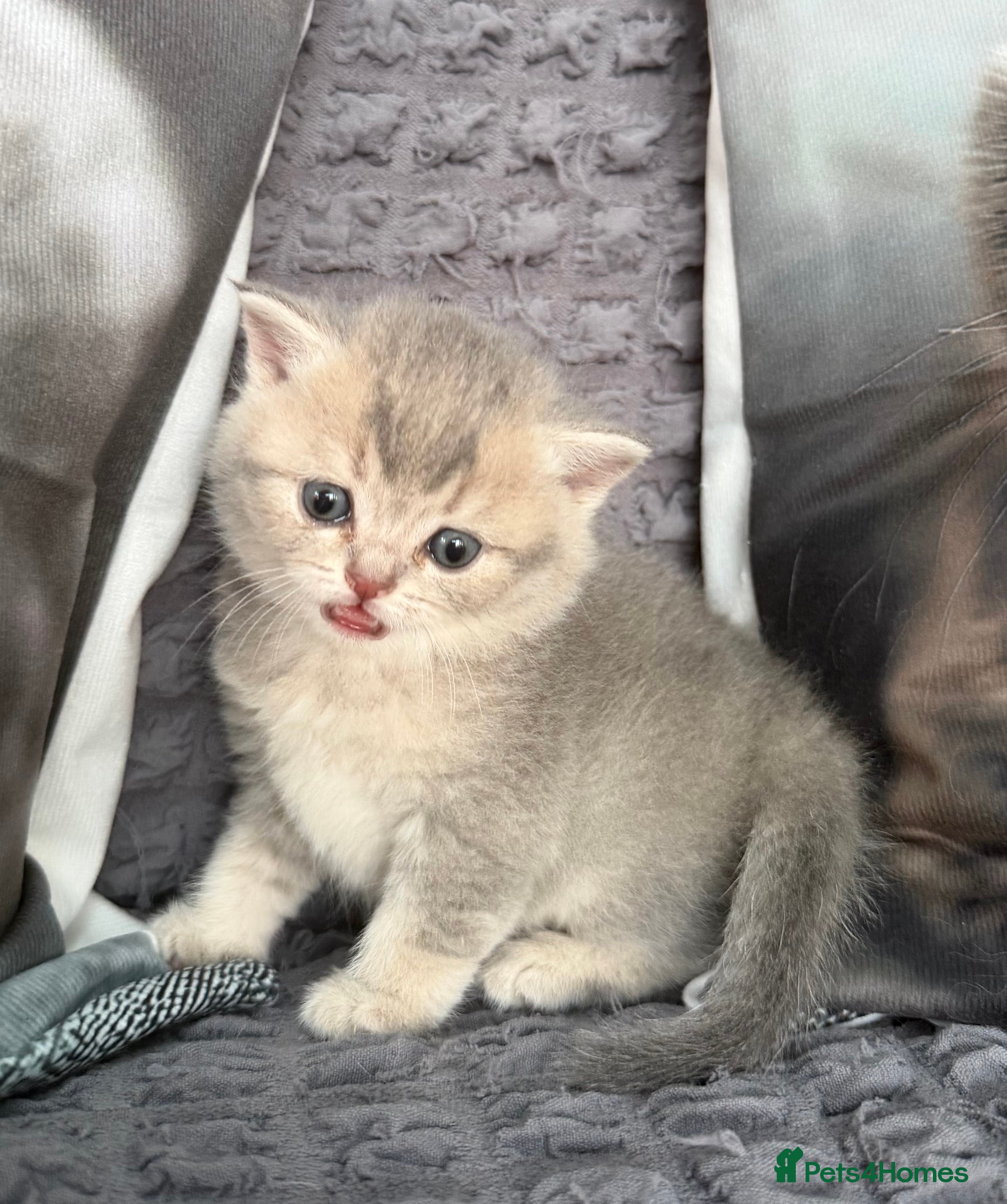 Scottish Fold cats Discount available ❤️Lovely scotish kittens💕💕💕 - Advert 2