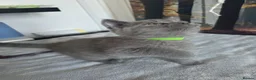 British Shorthair cats for sale: British Shorthair Kittens  - Advert 23