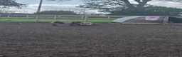 Pig livestock for sale:  good home - Advert 2