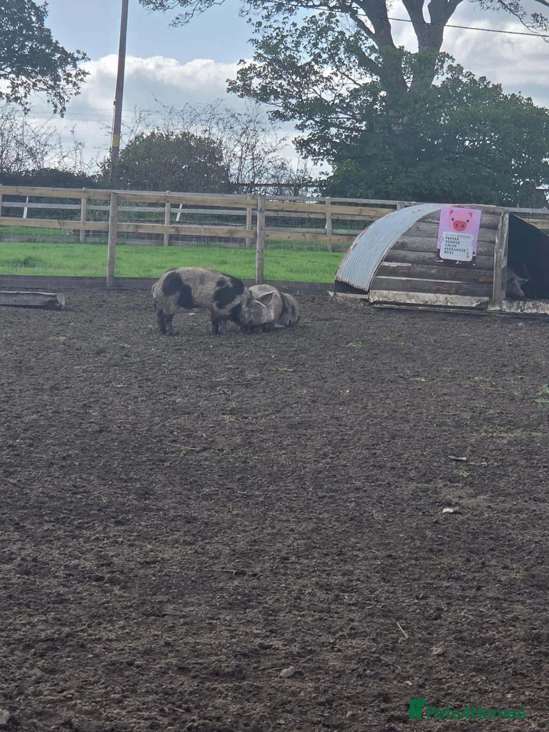 Pig livestock for sale:  good home - Advert 2