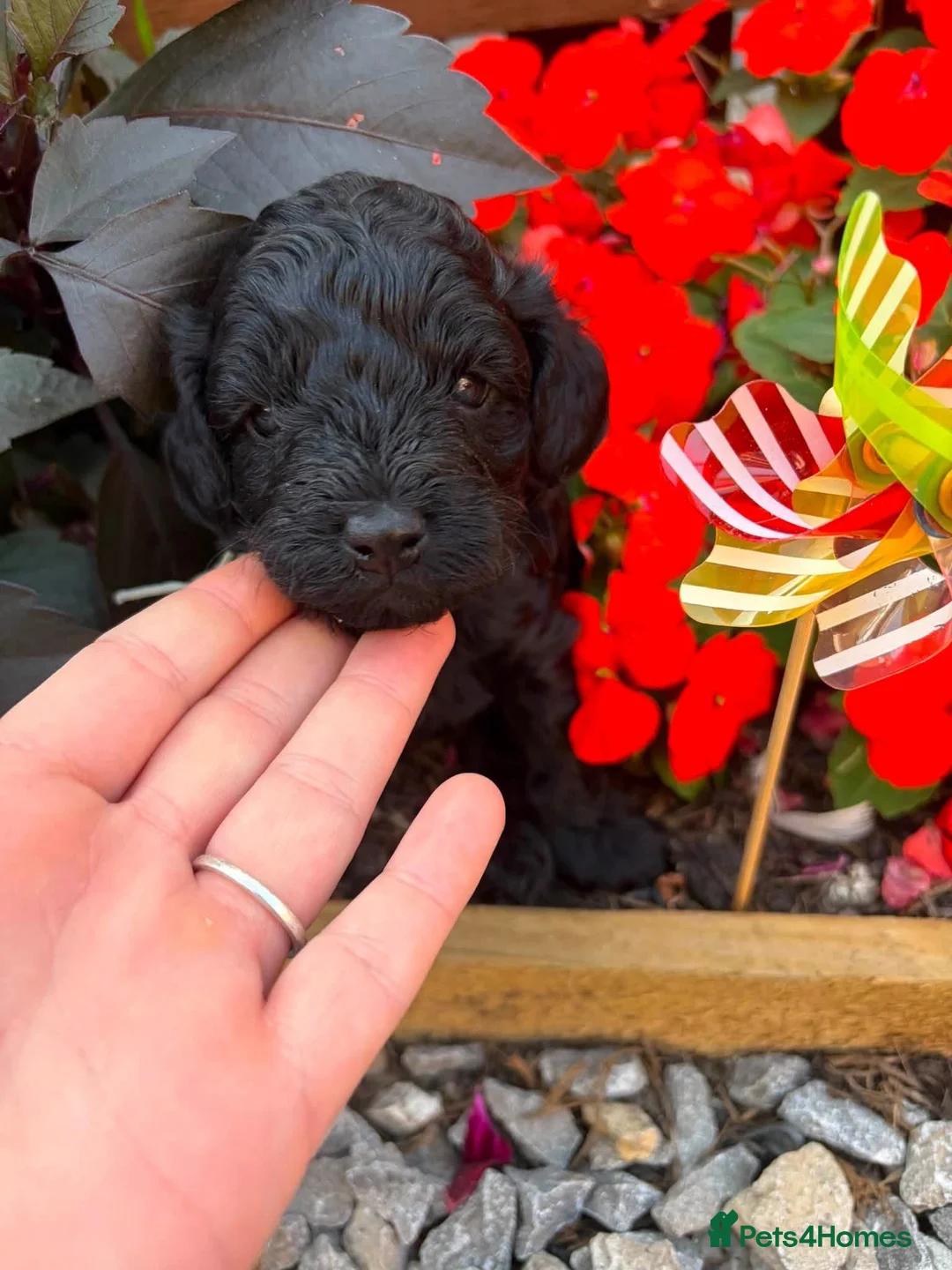 Cockapoo dogs for sale: Last 2 outstanding puppies - Advert 2