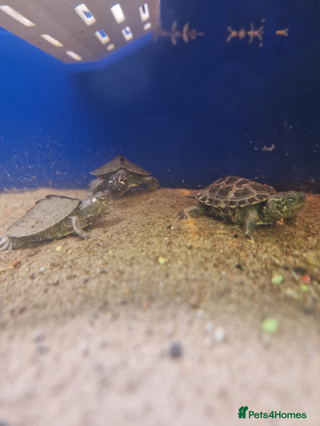 Turtle reptiles for sale: Baby Turtles Available..Musk, Map, Cooter, Reeves  - Advert 6