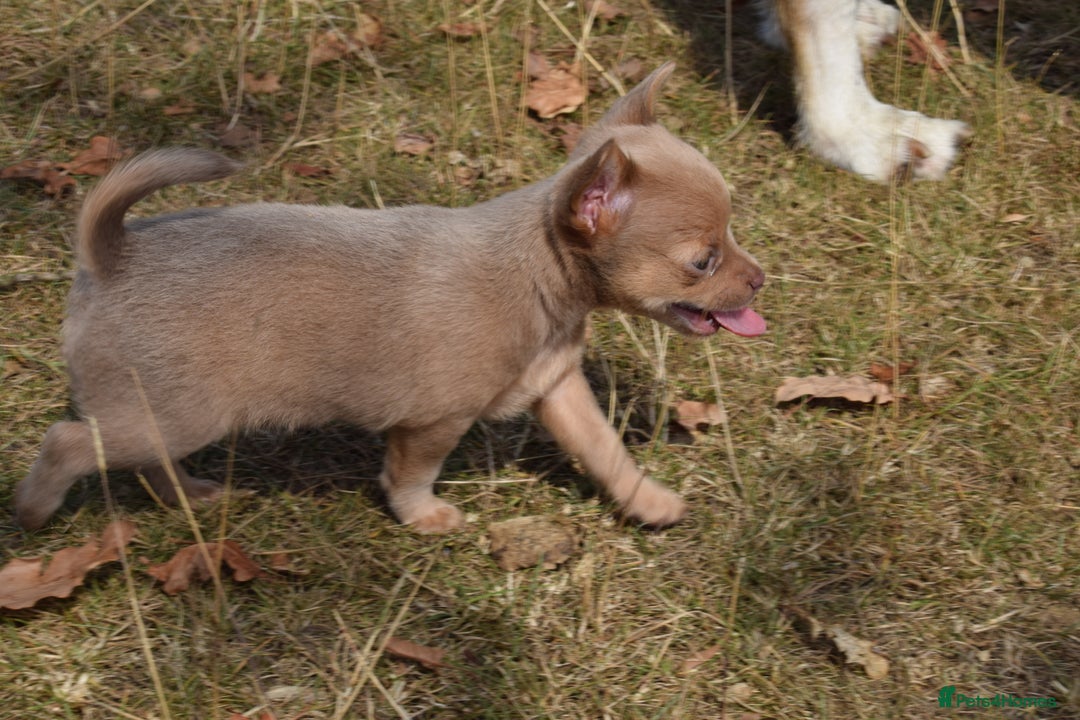 Chihuahua dogs for sale: One of a kind ChiPin Puppies - Image 17