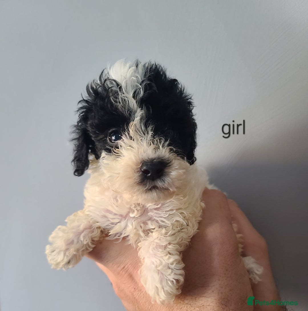 Cockapoo dogs for sale: SUPER PLUSH COATS. F1b Cockapoos. Health Tested - Image 15