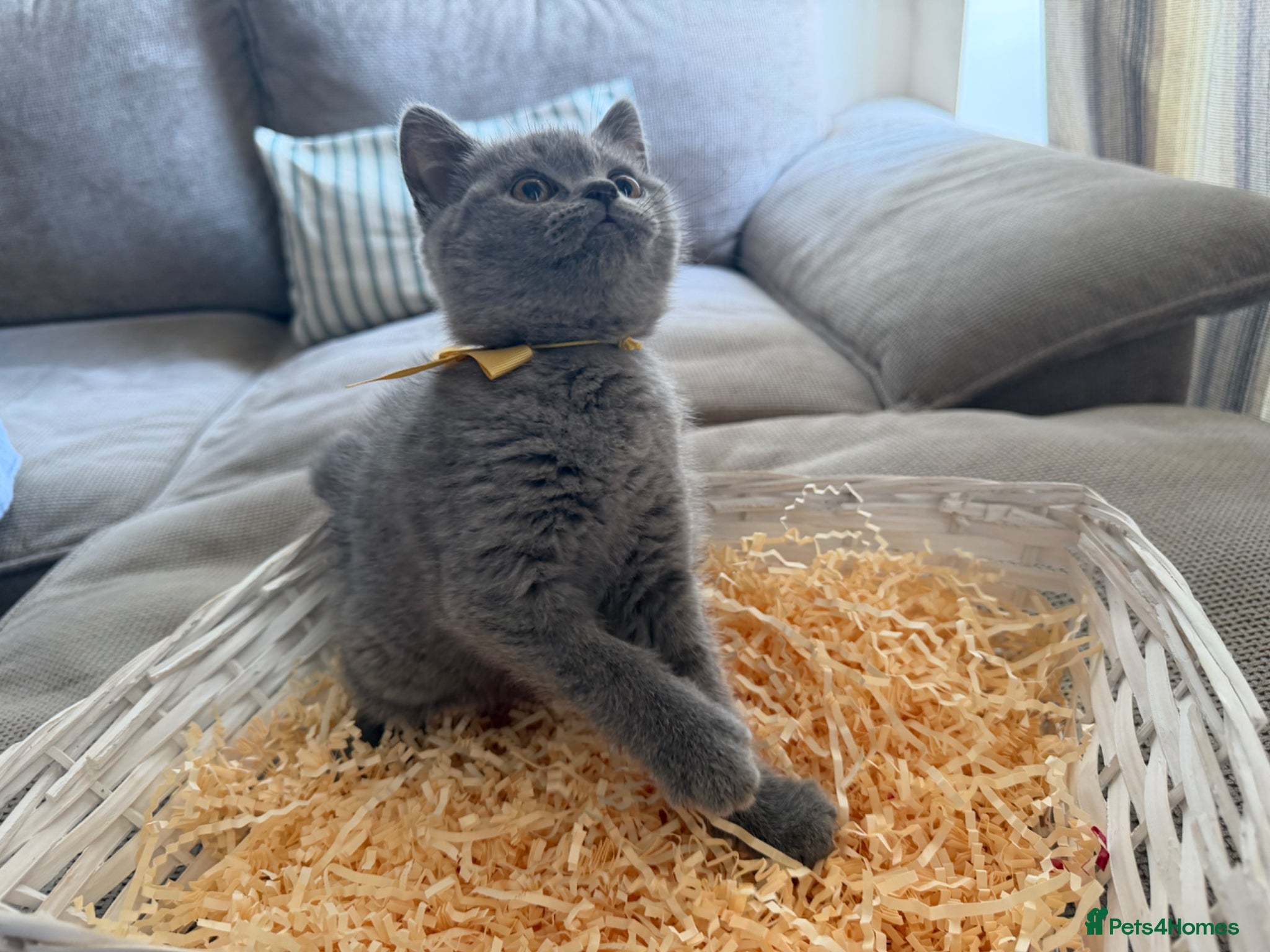British Shorthair cats Ready now GCCF registered British shorthair kitten - Advert 2