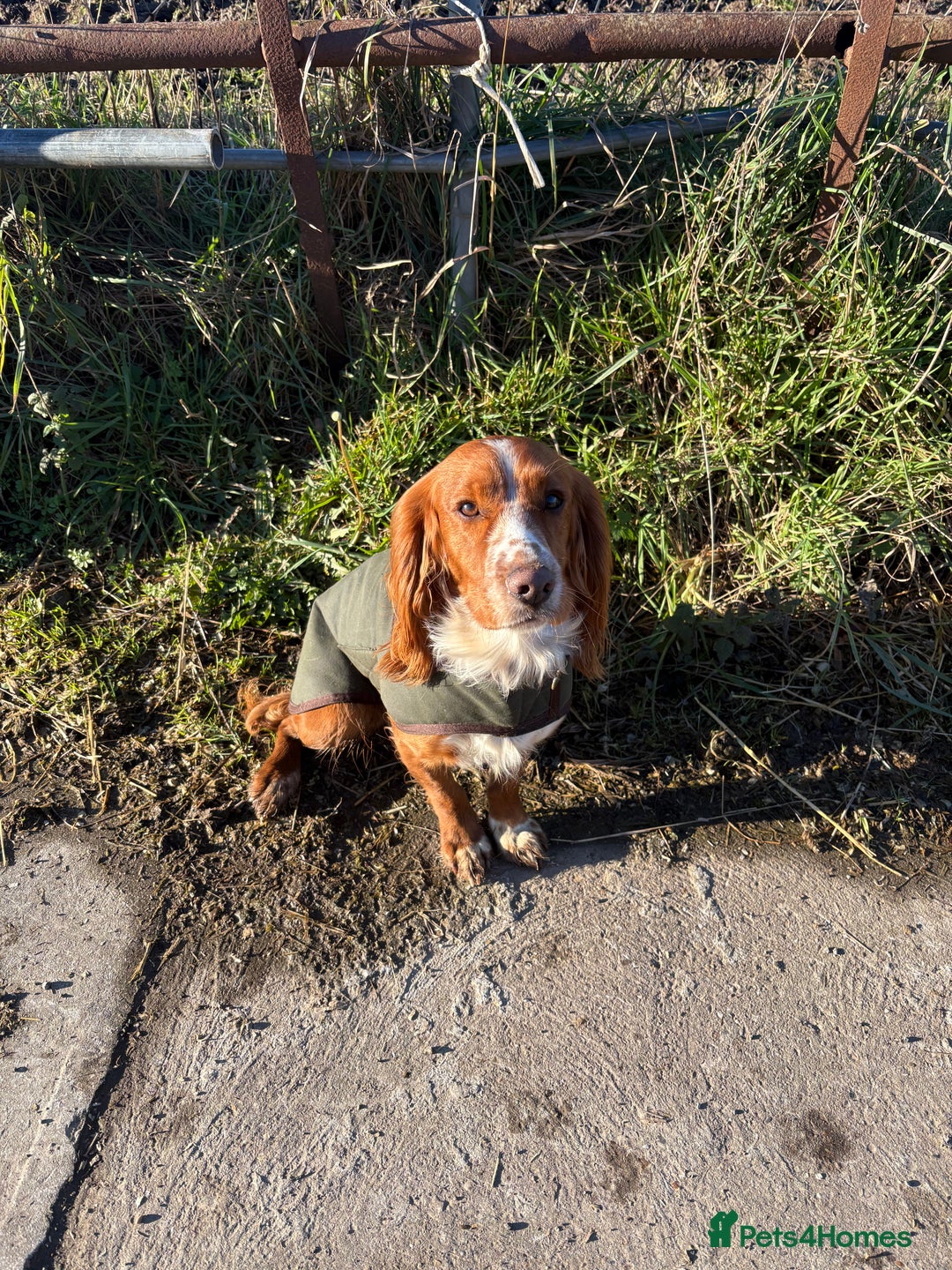Cocker Spaniel dogs for stud: Red KC REG working cocker spaniel for stud - Advert 2
