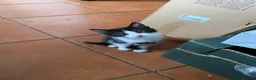 Mixed Breed cats for sale: 3 Black & White boys in Swadlincote - Advert 8