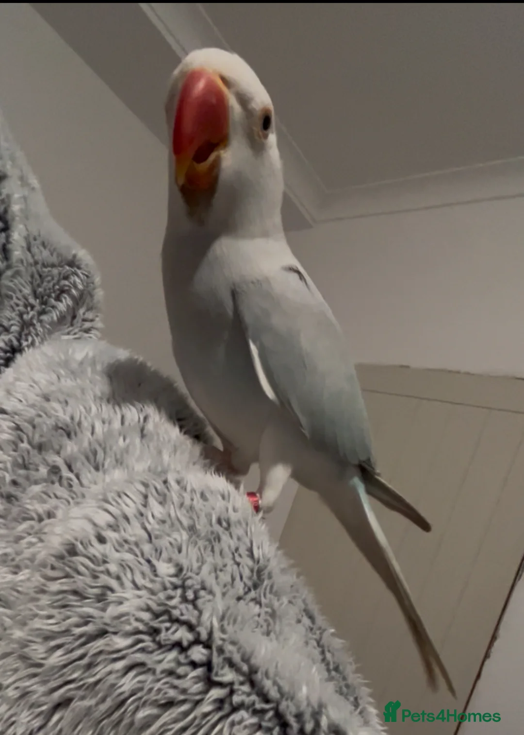 Ringnecks birds for sale: INDIAN RINGNECK PARROT + CAGE - Advert 2