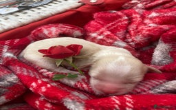 Shihpoo dogs for sale: Read the advert 5 star rated Toy shihpoo puppies - Image 11