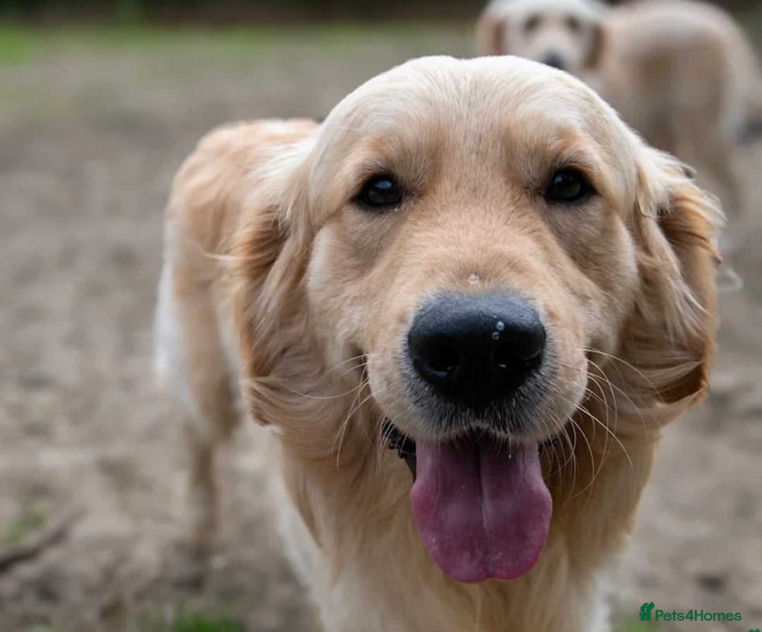 Golden Retriever dogs for sale: Golden retriever puppies - Advert 8