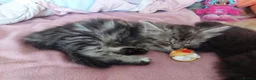 Mixed Breed cats for sale: Gorgeous Loving Kittens Looking for Forever Homes  in Slough - Advert 18