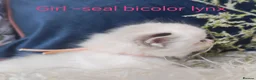 Ragdoll cats for sale: GCCF REGISTERED BEAUTIFUL RAGDOLLS KITTENS  - Advert 4