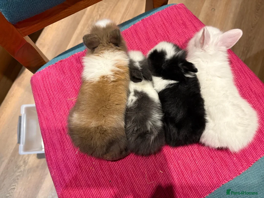 Lionhead rabbits for sale: URGENT URGENT NEED GONE ASAP BUNNIES 12 BUNNIES in Newark - Advert 1