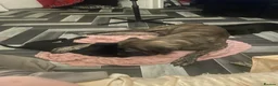 Presa Canario dogs for sale: Beautiful lil girls in Birmingham - Advert 2