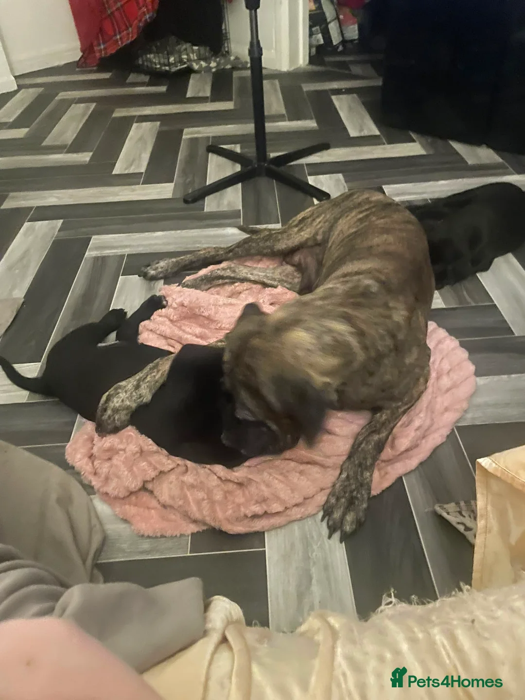 Presa Canario dogs for sale: Beautiful lil girls in Birmingham - Advert 2