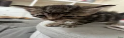 Mixed Breed cats for sale: Mixed Breed Tabby Shorthair Kittens in Sheffield - Advert 9