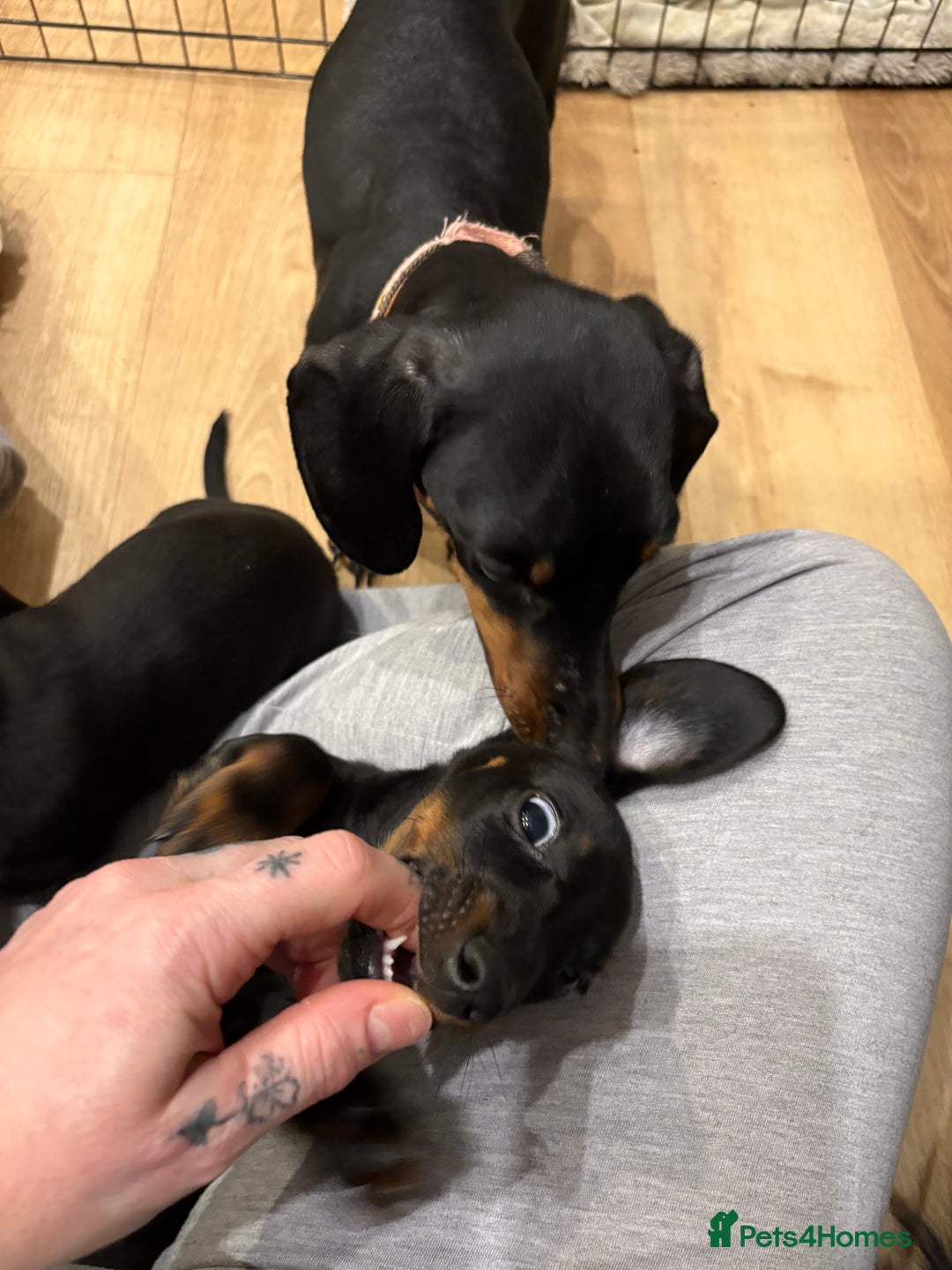 Miniature Dachshund dogs for sale: Miniature Dachshund  - Advert 4