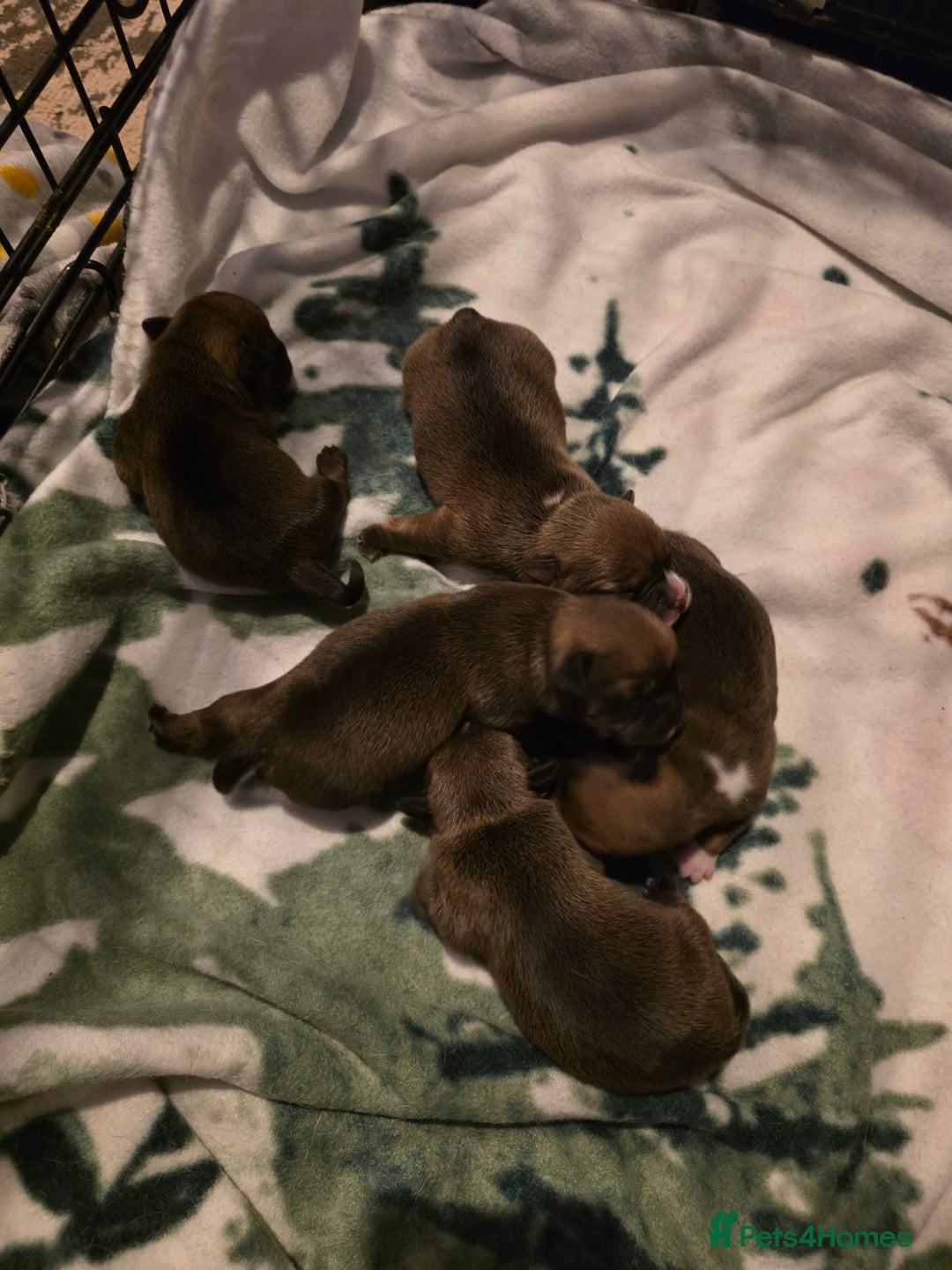 Mixed Breed dogs for sale: French bull jacks - Advert 3