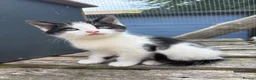 Mixed Breed cats for sale: Beautiful bengal cross kittens in Abbots Langley - Advert 8