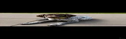 German Shorthaired Pointer dogs for sale: 12 Week Male GSP in Evesham - Advert 6