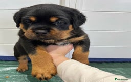 Rottweiler dogs for sale: Beautiful Purebred Rottweiler Puppies - Image 6