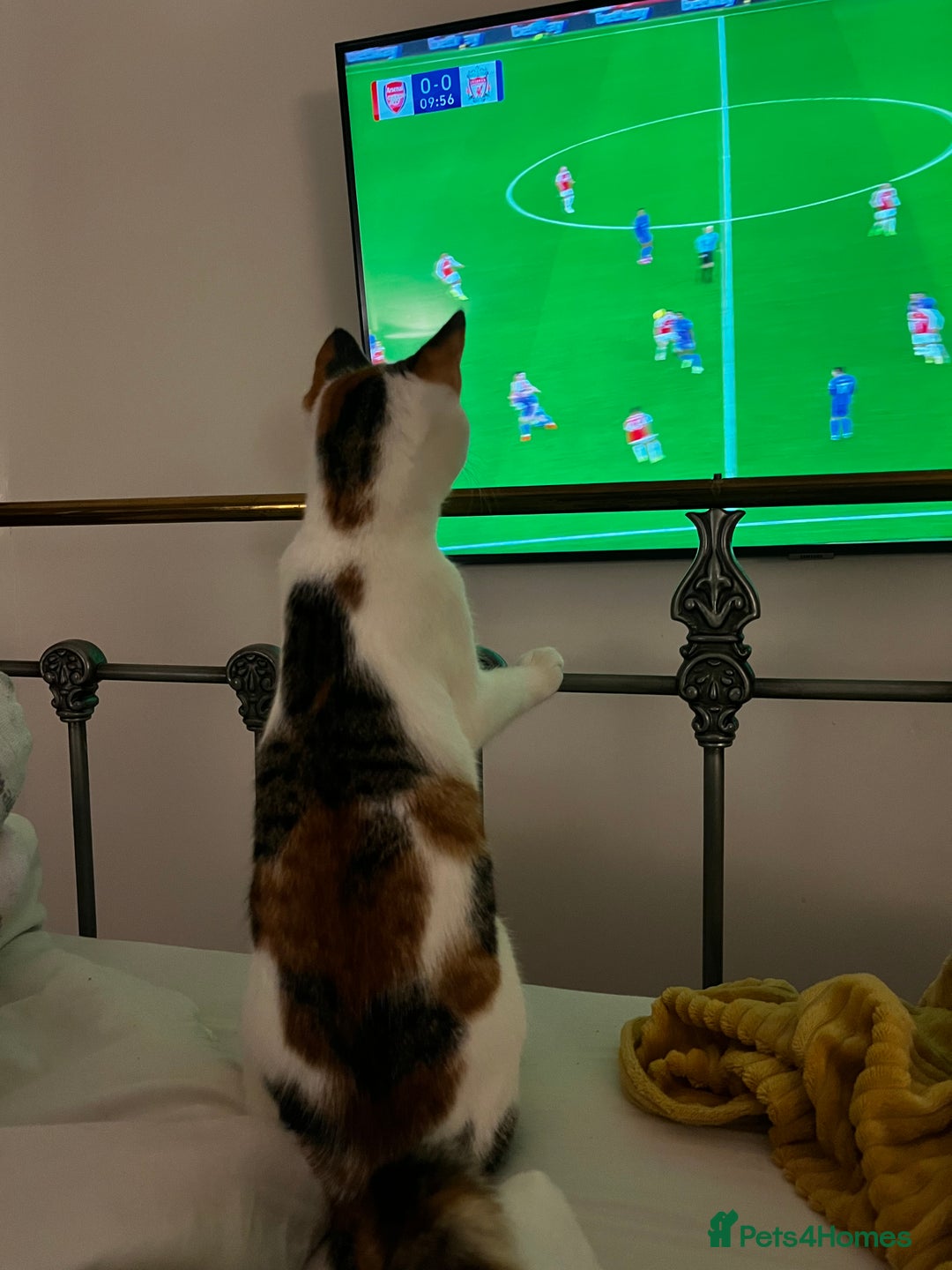 Mixed Breed cats for sale: Bella & Kali - Sisters Looking for a Loving Home - Advert 12