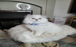 British Longhair cats for sale: Purebred British Longhair Boys-WCF Pedigree - Image 18