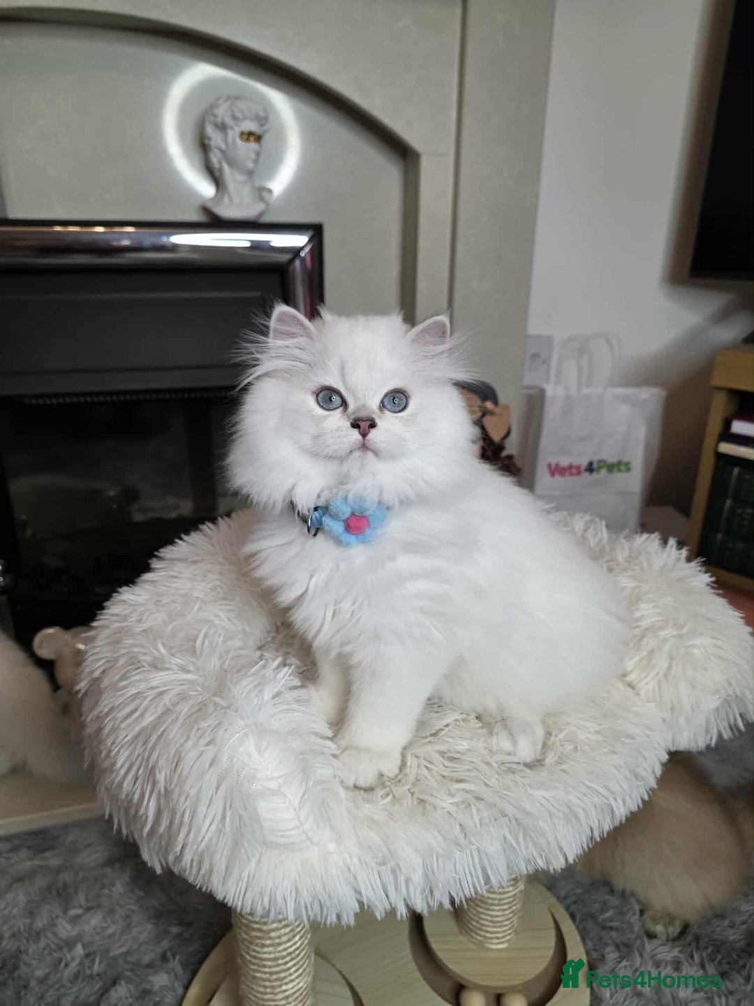 British Longhair cats for sale: Purebred British Longhair Boys-WCF Pedigree - Image 18