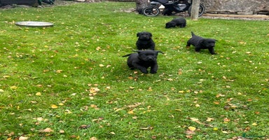 Labrador Retriever dogs - Advert 1