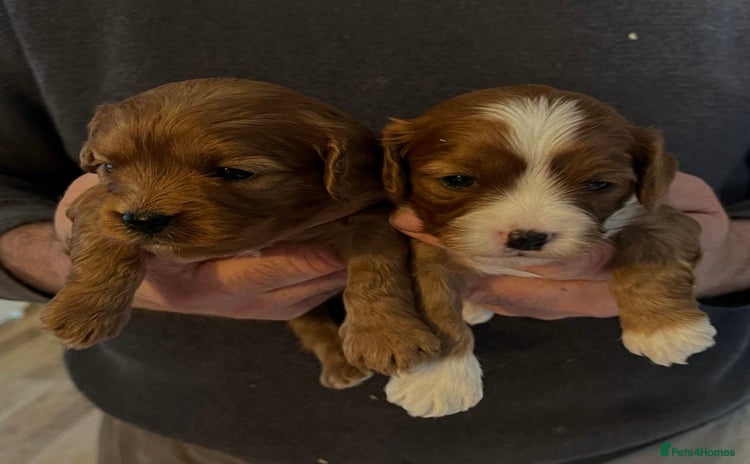 Cavapoo dogs Fully Health Tested F1 Cavapoo Puppies. - Advert 1