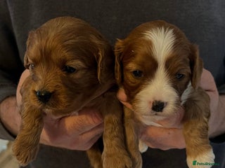 Cavapoo dogs Fully Health Tested F1 Cavapoo Puppies. - Advert 1