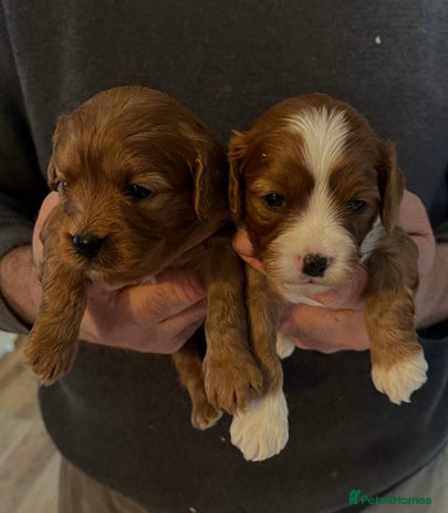 Cavapoo dogs Fully Health Tested F1 Cavapoo Puppies. - Advert 1