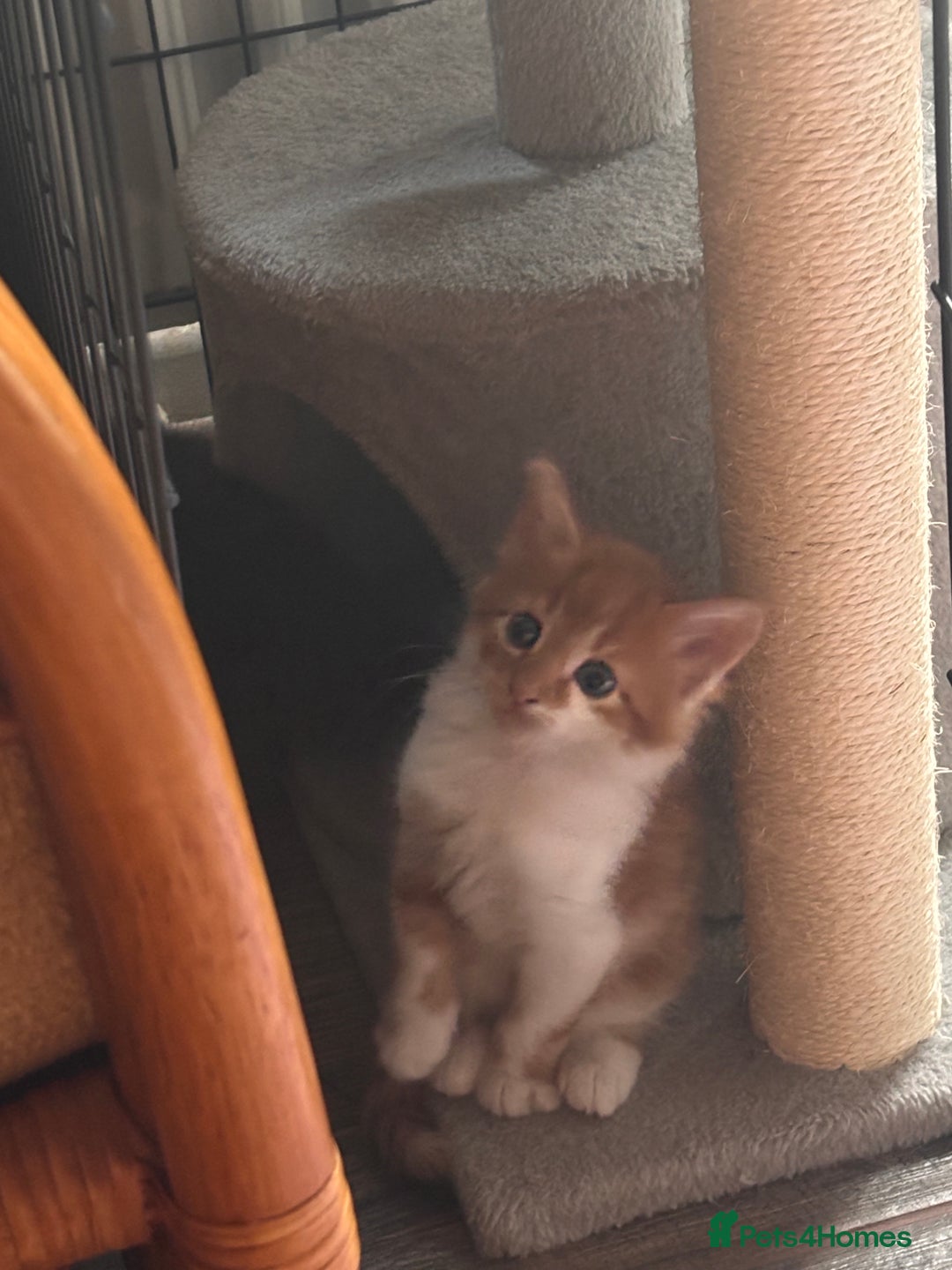Mixed Breed cats for sale: 5 gorgeous kittens  - Image 4