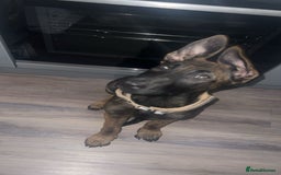 Mixed Breed dogs for sale: Belgian malinois X German shepherd  - Image 1