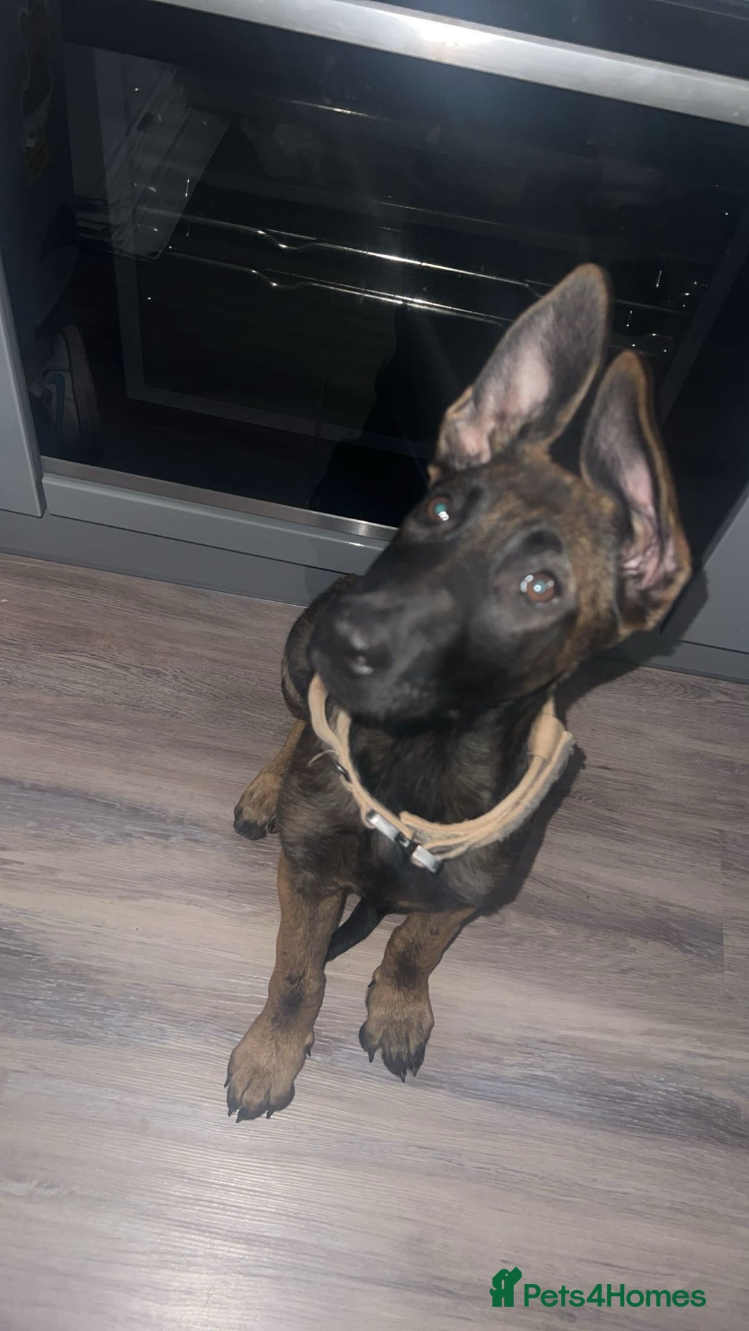 Mixed Breed dogs for sale: Belgian malinois X German shepherd  - Image 1