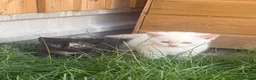 Siamese cats for sale: Stunning kittens  in Salisbury - Advert 3