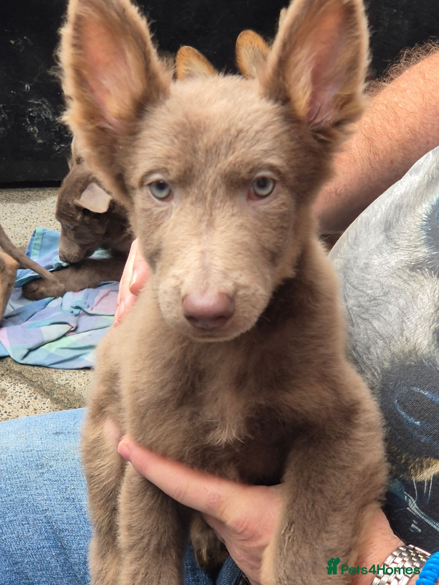 German Shepherd dogs *RARE* LIVER AND ISOBELLA GERMAN SHEPHERD PUPS - Advert 17