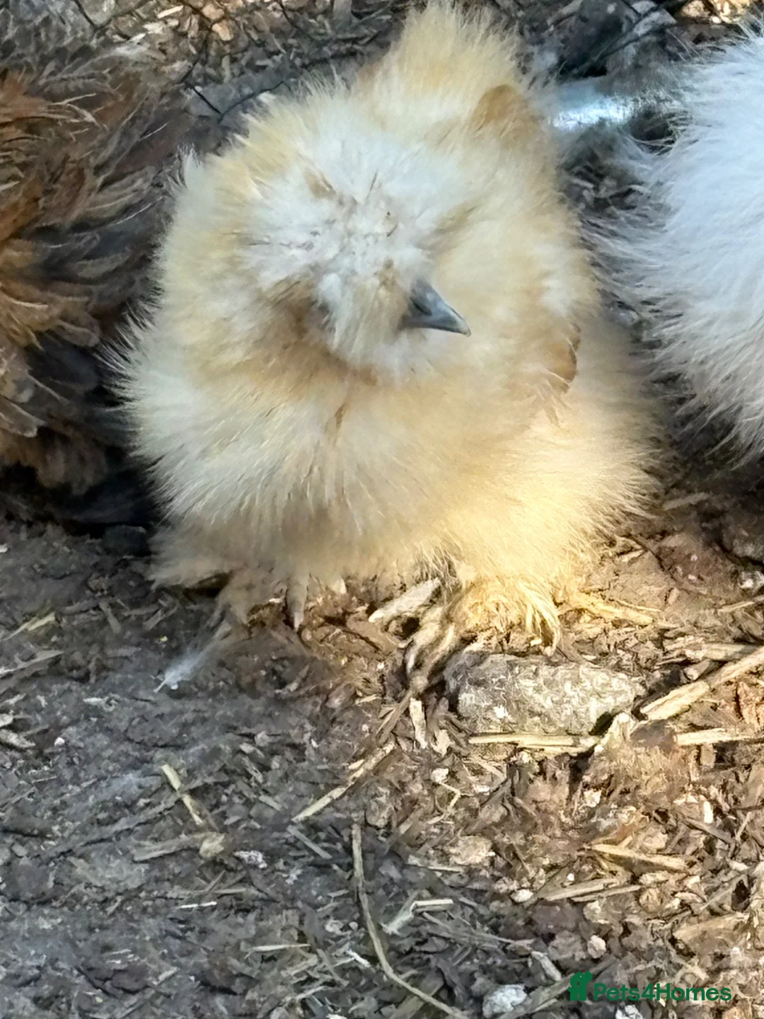 Chickens poultry for sale: Usa silkie pairs chocolate buff black paint pullet - Advert 9