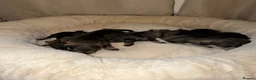 Miniature Schnauzer dogs for sale: Miniature Schnauzer Puppies 4 girls 3 boys.  - Advert 3