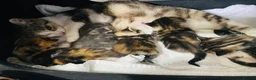 American Shorthair cats for sale: Beautiful litter  - Advert 1