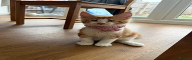 Maine Coon 6