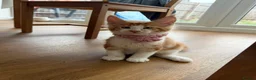 Maine Coon cats for sale: Beautiful Maine Coon Kittens – Born 19 June 2026 - Advert 13