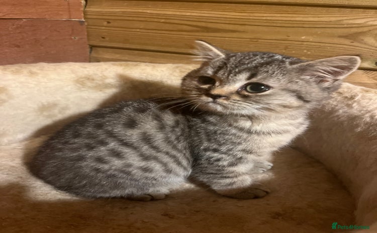 British Shorthair cats - Advert 1