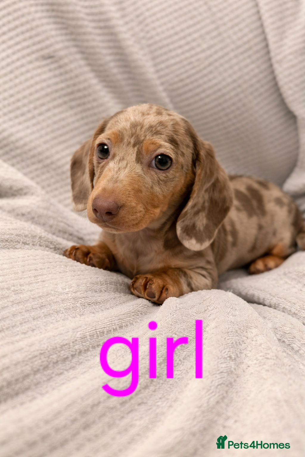 Miniature Dachshund dogs Miniature dachshund kc reg puppies reduced - Advert 2