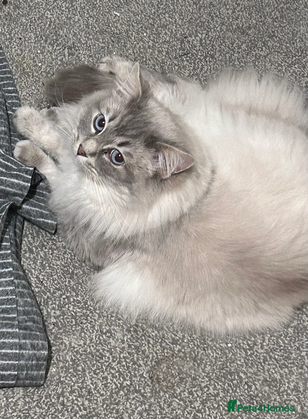 Ragdoll cats for stud: Ragdoll Dilute carrier  - Advert 2